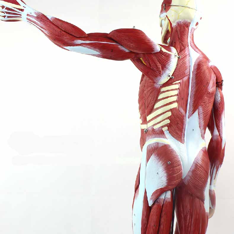 Human Muscular Figure Anatomy Model, 27 Parts