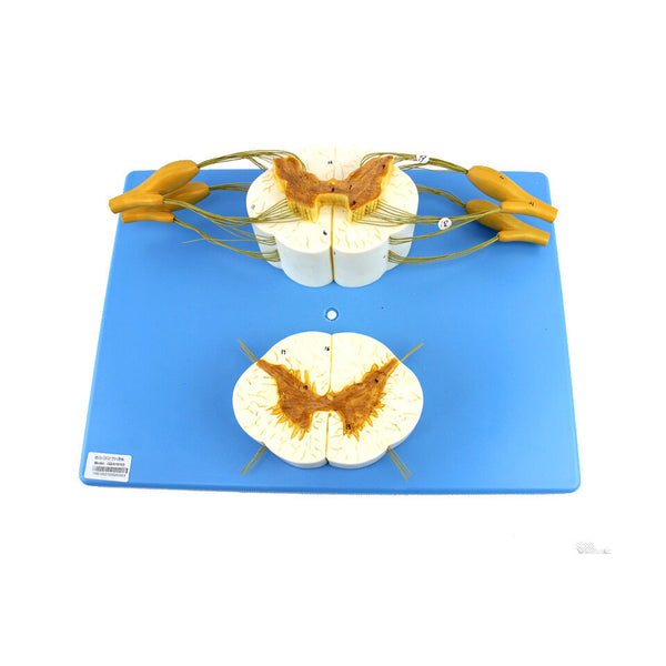 Enlarged Spinal Cord Model with Nerves