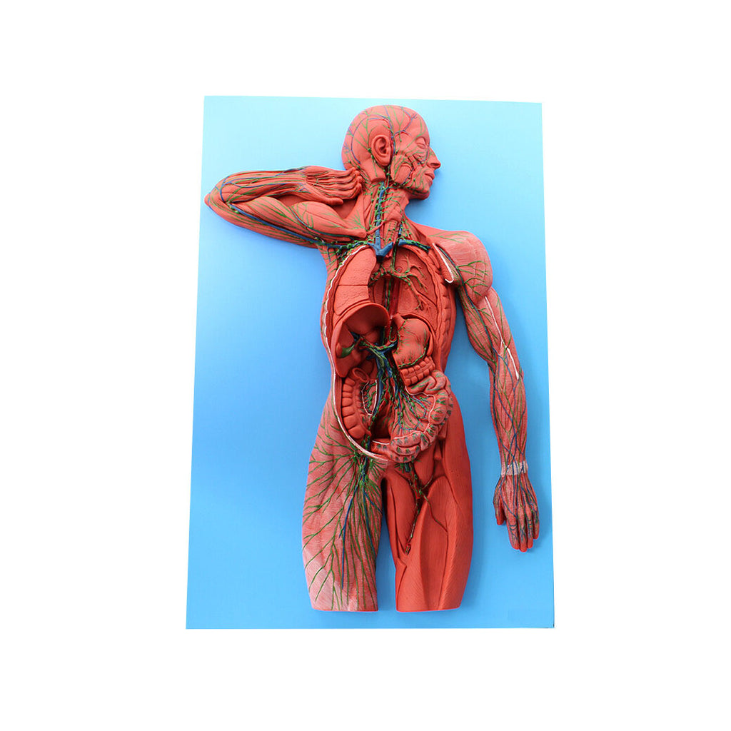 Human Lymphatic System Model - Dr Wong Anatomy