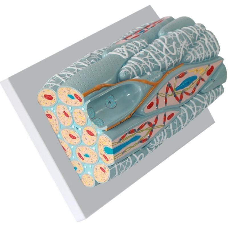 Muscle Model Project Example Smooth Muscle Model Project