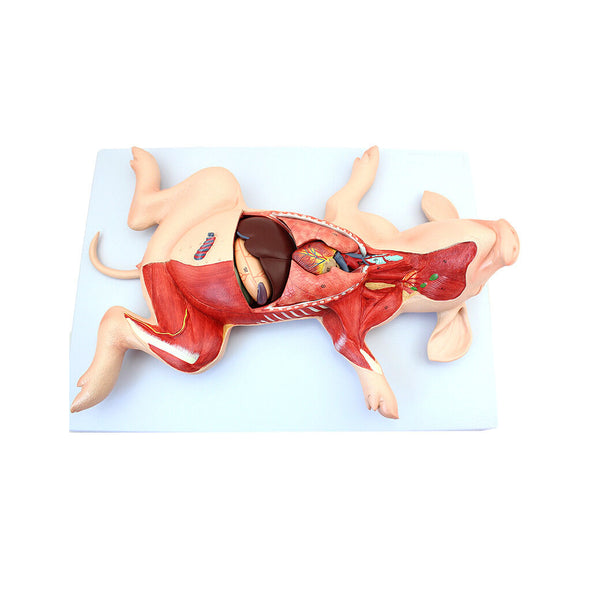 Fetal Pig Dissection Model - Dr Wong Anatomy