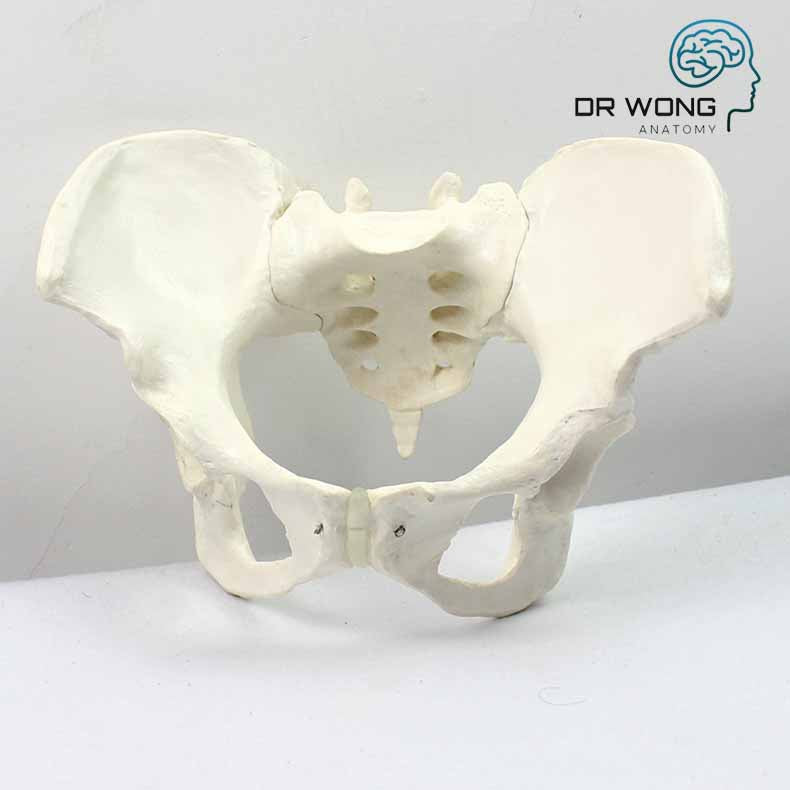 Female Pelvic Skeleton Model