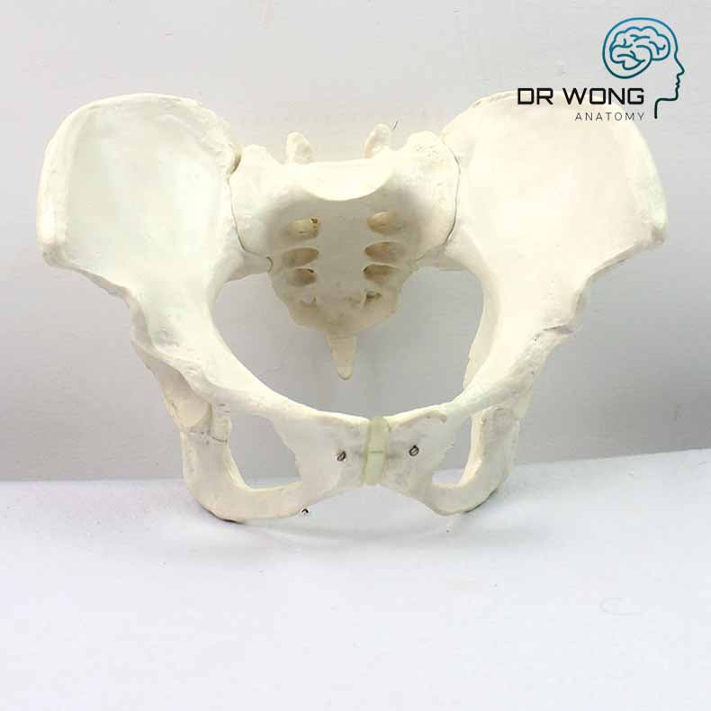 Female Pelvic Skeleton Model