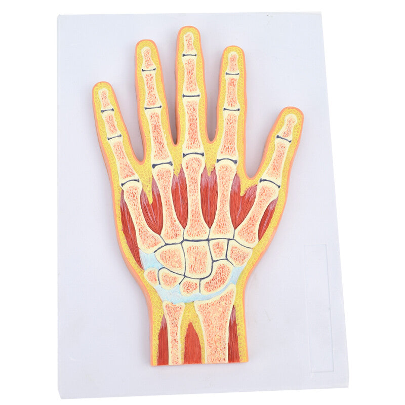 Normal Hand Section Model, Life-Size