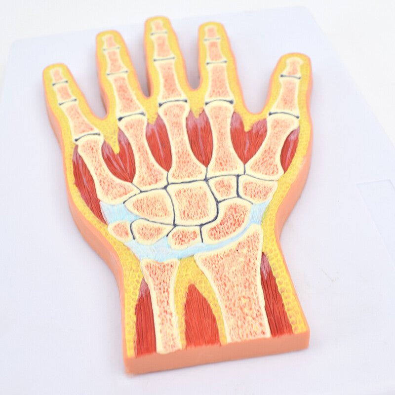 Full Hand Normal Normal Hand Section Model, Life-Size – Dr Wong Anatomy
