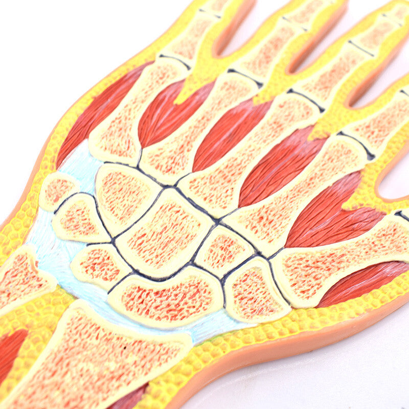 Normal Hand Section Model, Life-Size