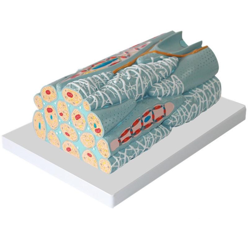 Smooth Muscle Structure Model