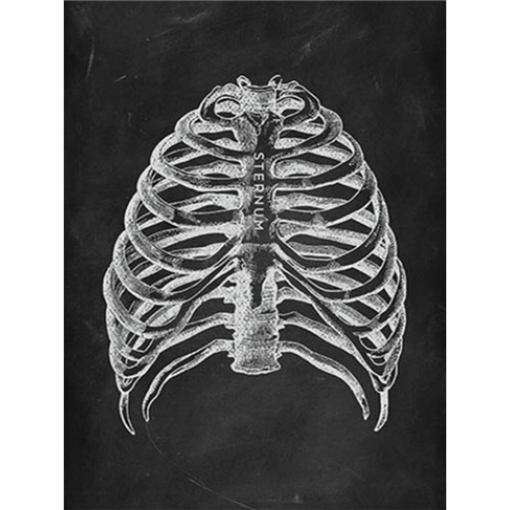 Anatomy Art Print - Rib Cage