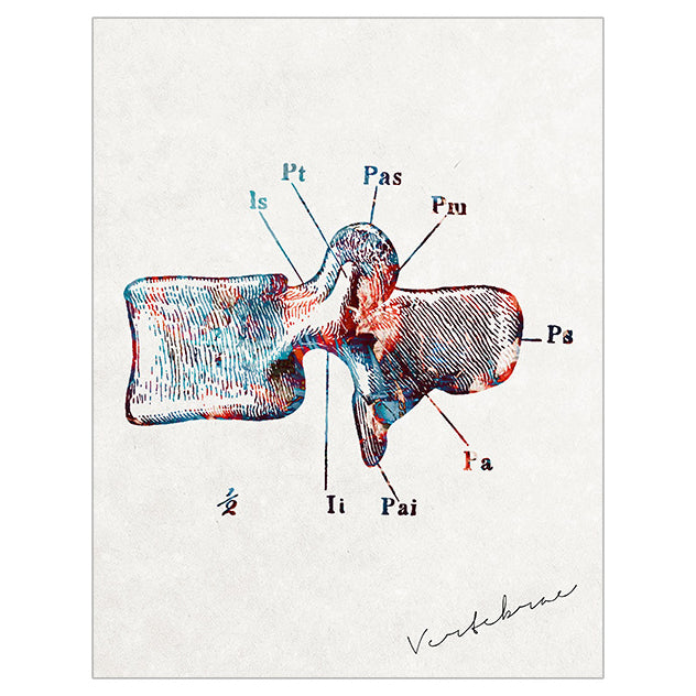Anatomy Art Print - Lumbar Vertebrae