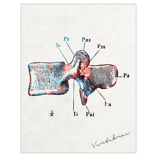 Anatomy Art Print - Lumbar Vertebrae