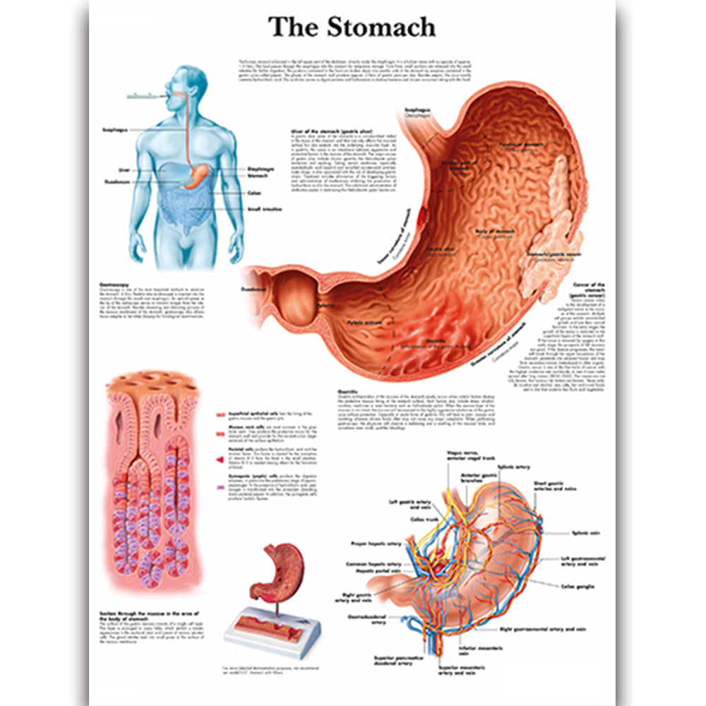 The Stomach Chart - Dr Wong Anatomy