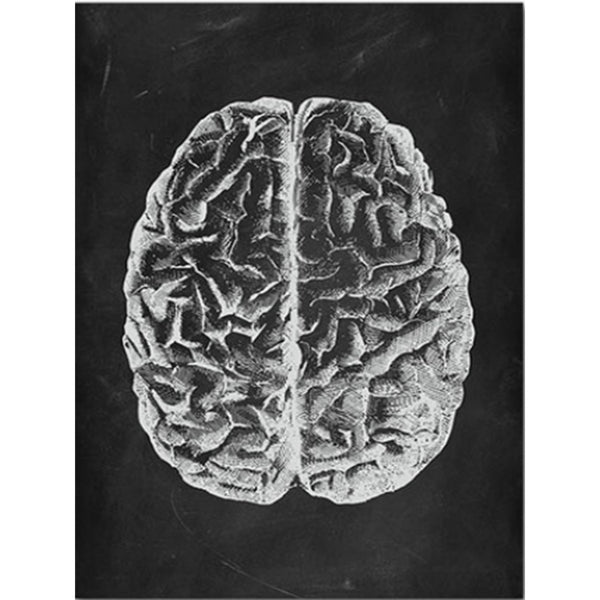 Anatomy Art Print - Brain