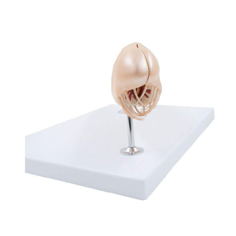Amphioxus Model, 3 Parts, 10X Life-Size – Dr Wong Anatomy
