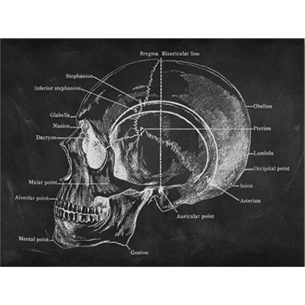 Anatomy Art Print - Skull