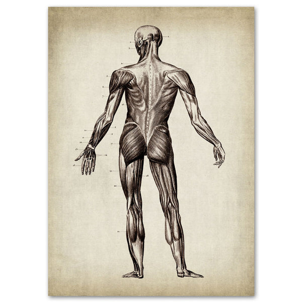 Anatomy Art Print - Human Body