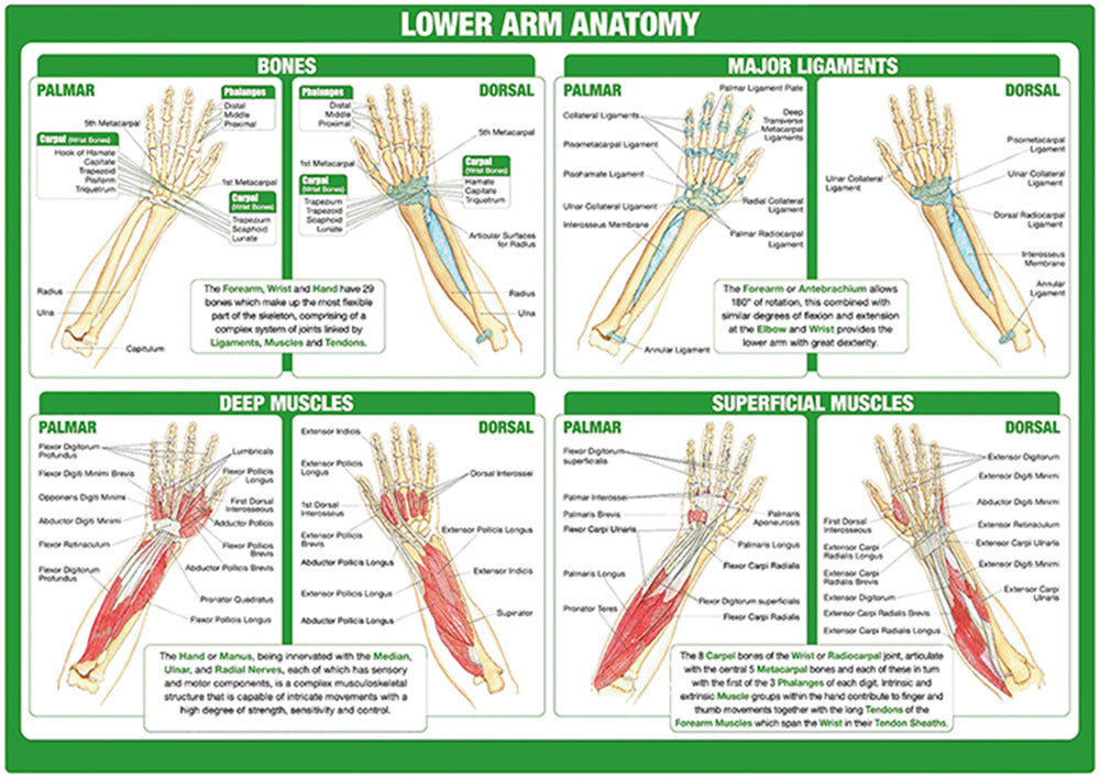 Lower Arm Anatomy Chart - Dr Wong Anatomy