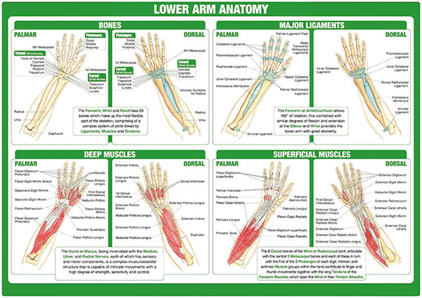 Lower Arm Anatomy Chart - Dr Wong Anatomy