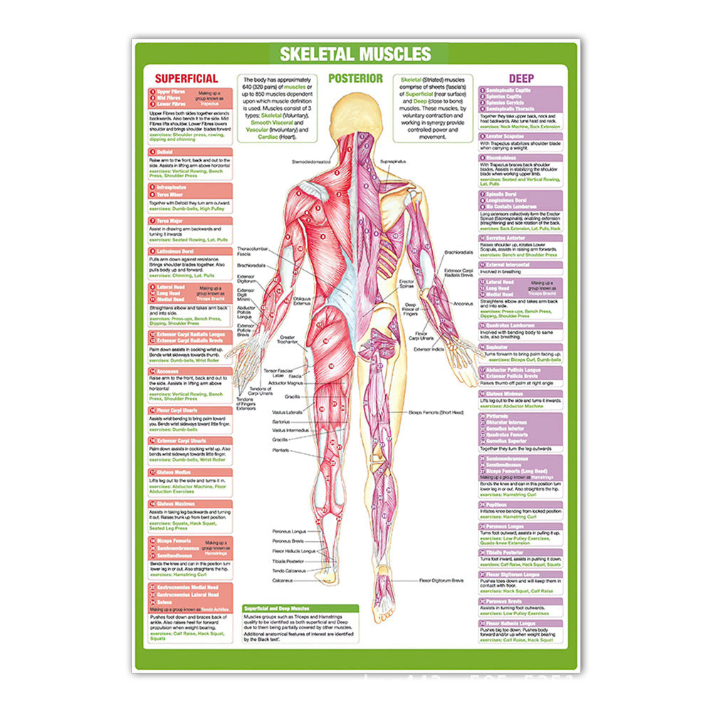 Anatomy Chart - Skeletal Muscles Posterior