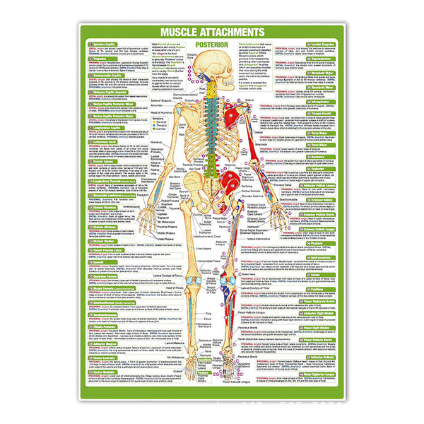 Muscle Attachments Chart - Dr Wong Anatomy