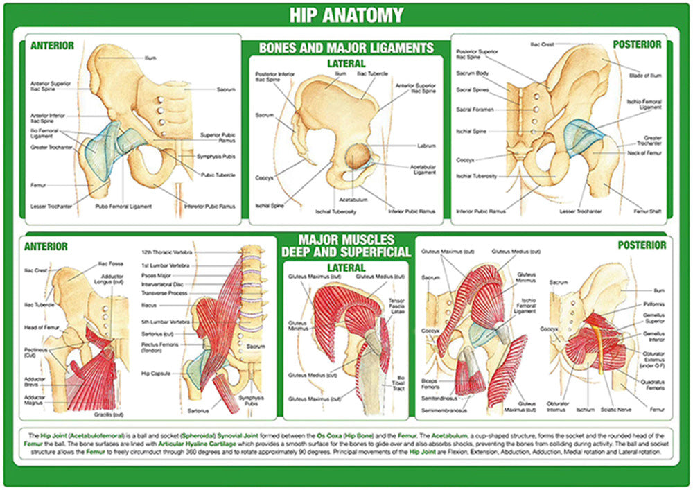 Hip Anatomy Chart - Dr Wong Anatomy