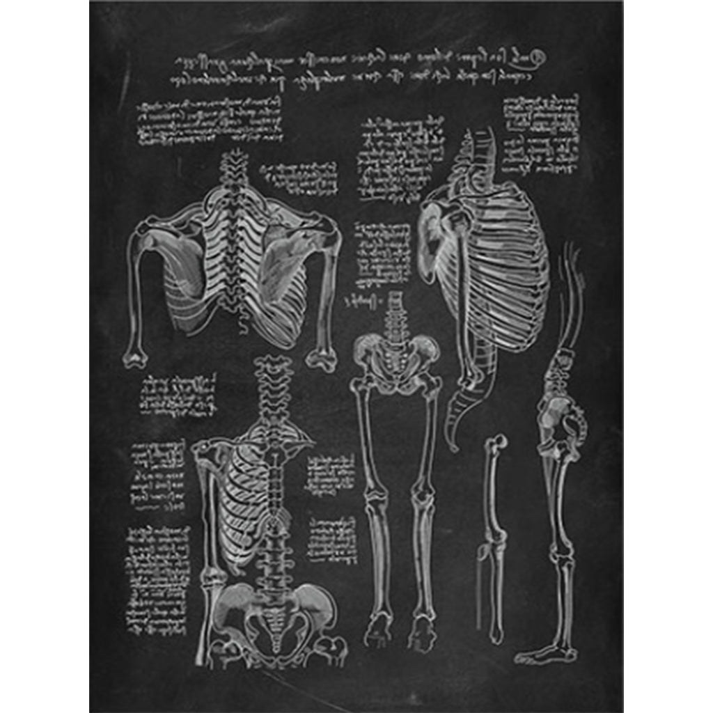 Anatomy Art Print - Skeleton