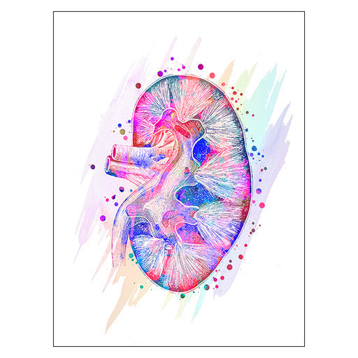 Anatomy Art Print - Kidney