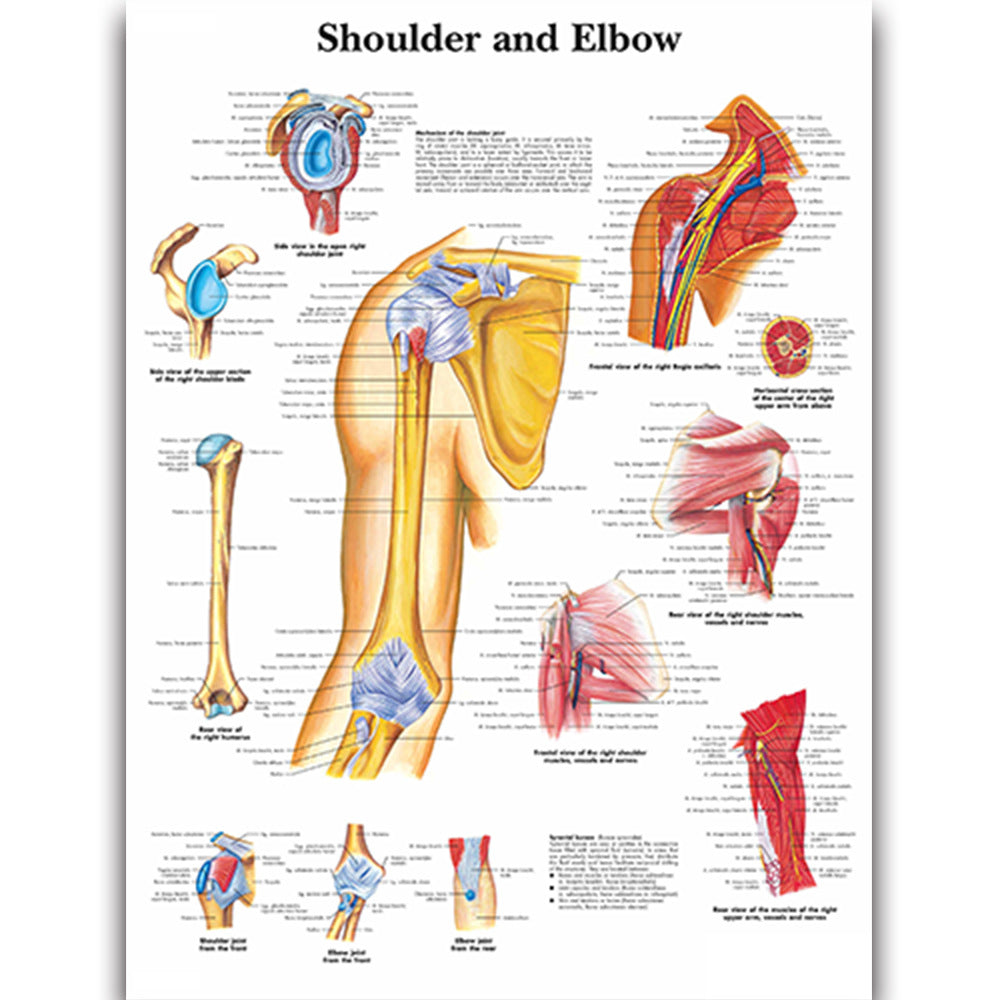 Shoulder and Elbow Chart - Dr Wong Anatomy