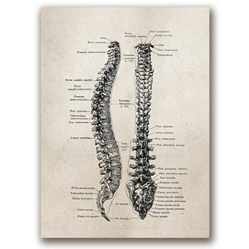 Anatomy Art Print - Spine