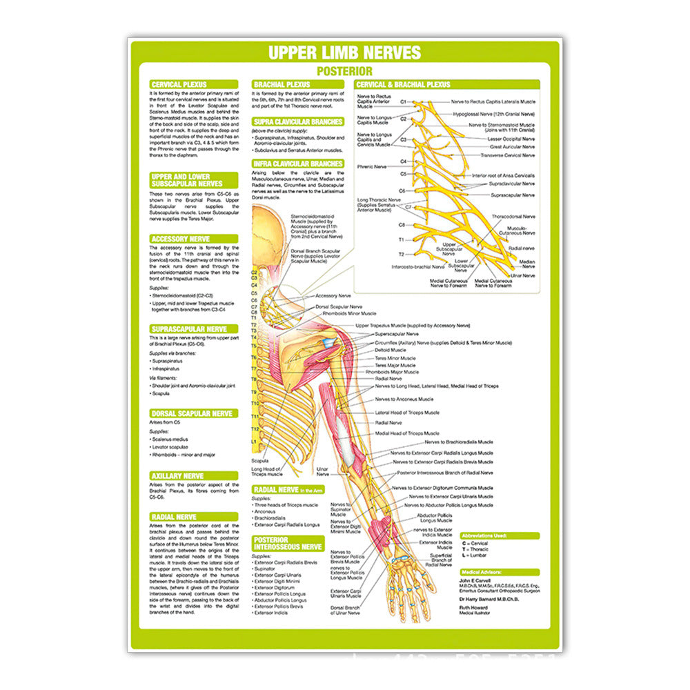 Upper Limb Nerves Posterior Chart - Dr Wong Anatomy