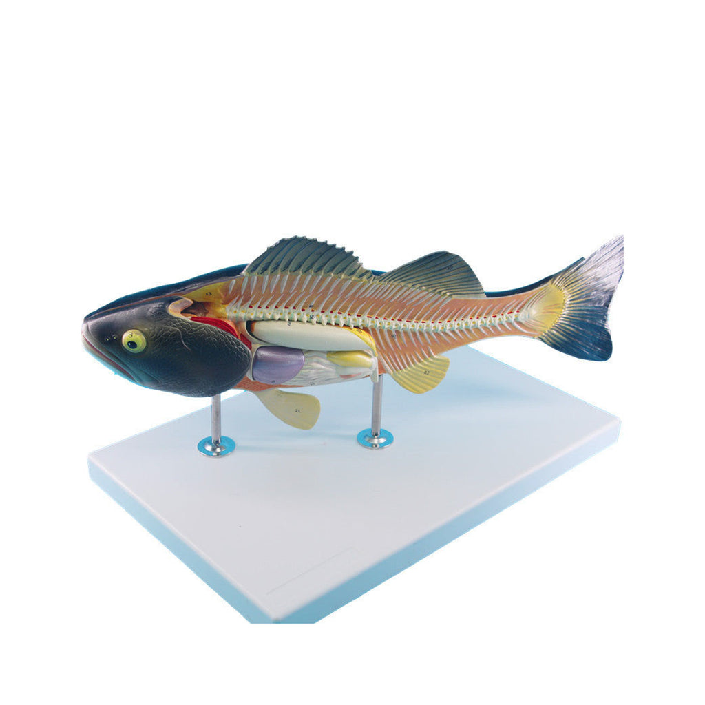Fish Model, 5 Parts, Life-Size