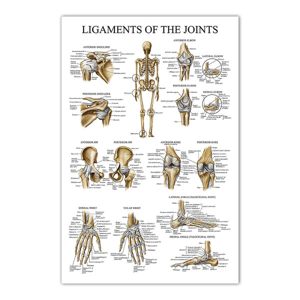 Ligaments of the Joints chart - Dr Wong Anatomy