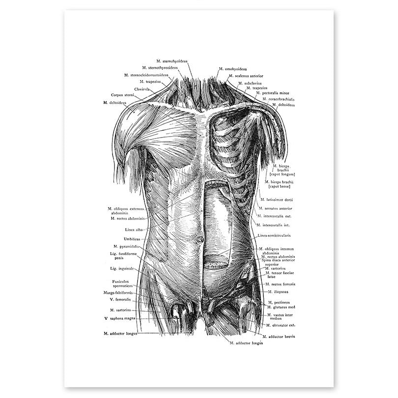 Anatomy Art Print - Male Torso Muscles