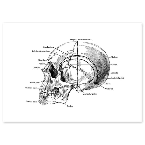 Anatomy Art Print - Skull