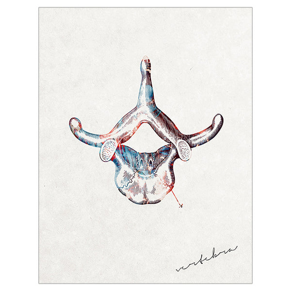 Anatomy Art Print - Lumbar Vertebrae