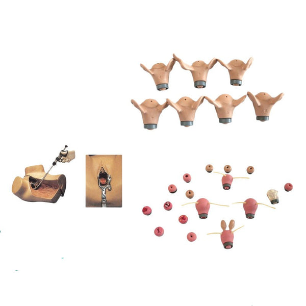 Gynecological Skills Trainer - Dr Wong Anatomy