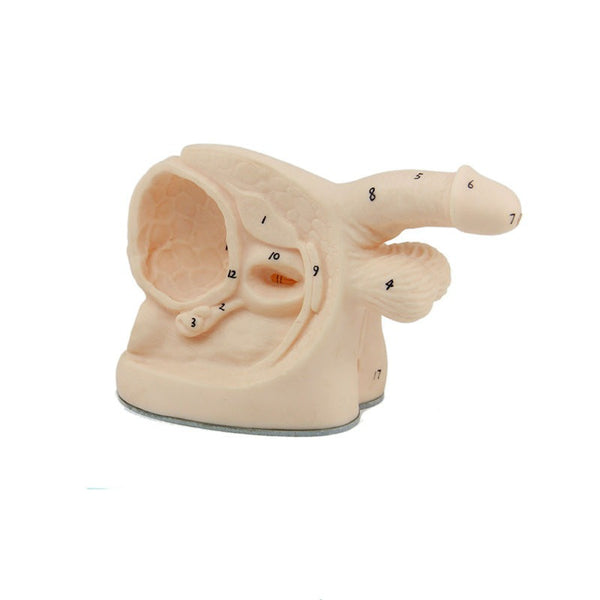 Male Catheterisation Model - Dr Wong Anatomy