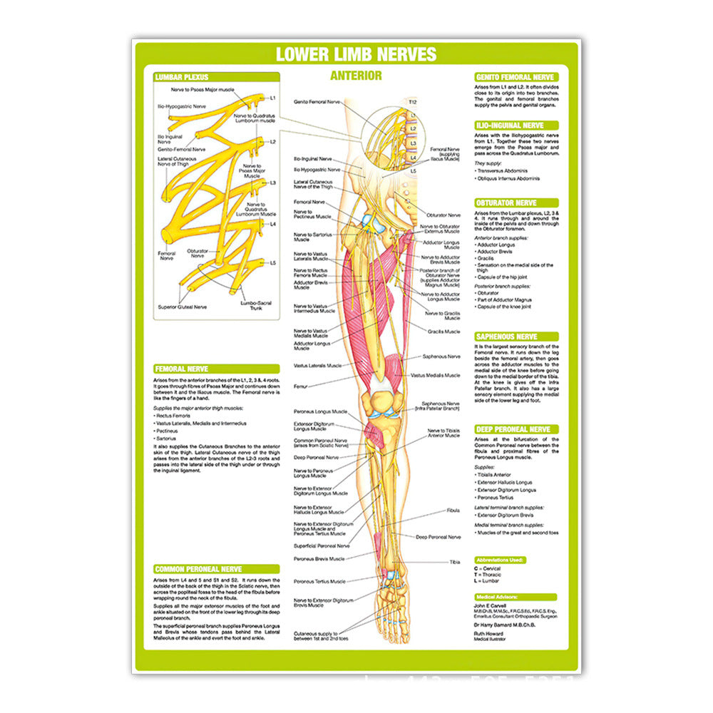 Lower Limb Nerves Anterior Chart - Dr Wong Anatomy