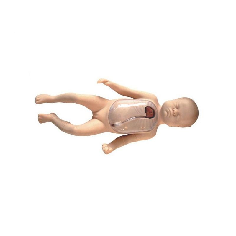 Neonatal Peripheral and Central Vein Intubation Model