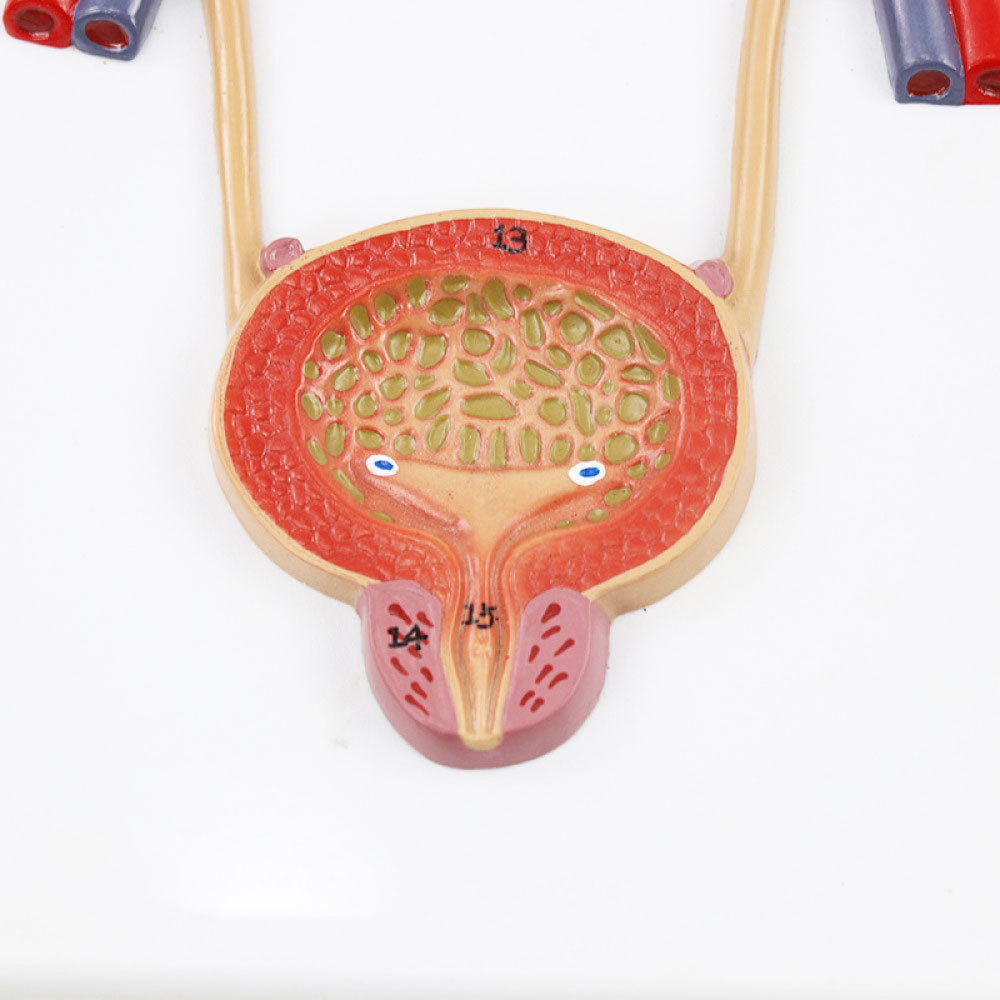 Urinary Organs Model, Life-Size