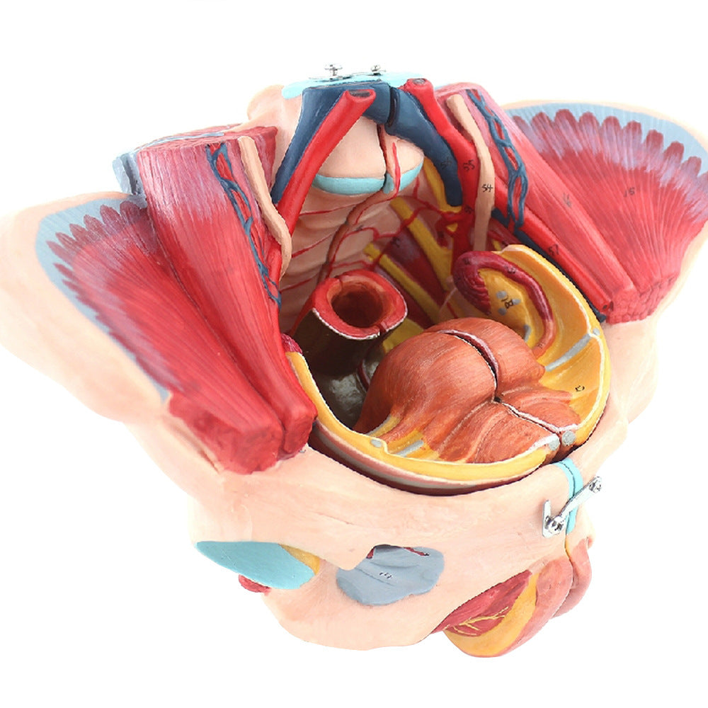 Female Pelvis with Organs and Muscles, Life-Size