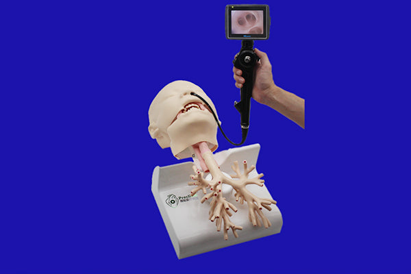 Bronchscopy Simulators Bronchoscopy Training Model – Dr Wong Anatomy