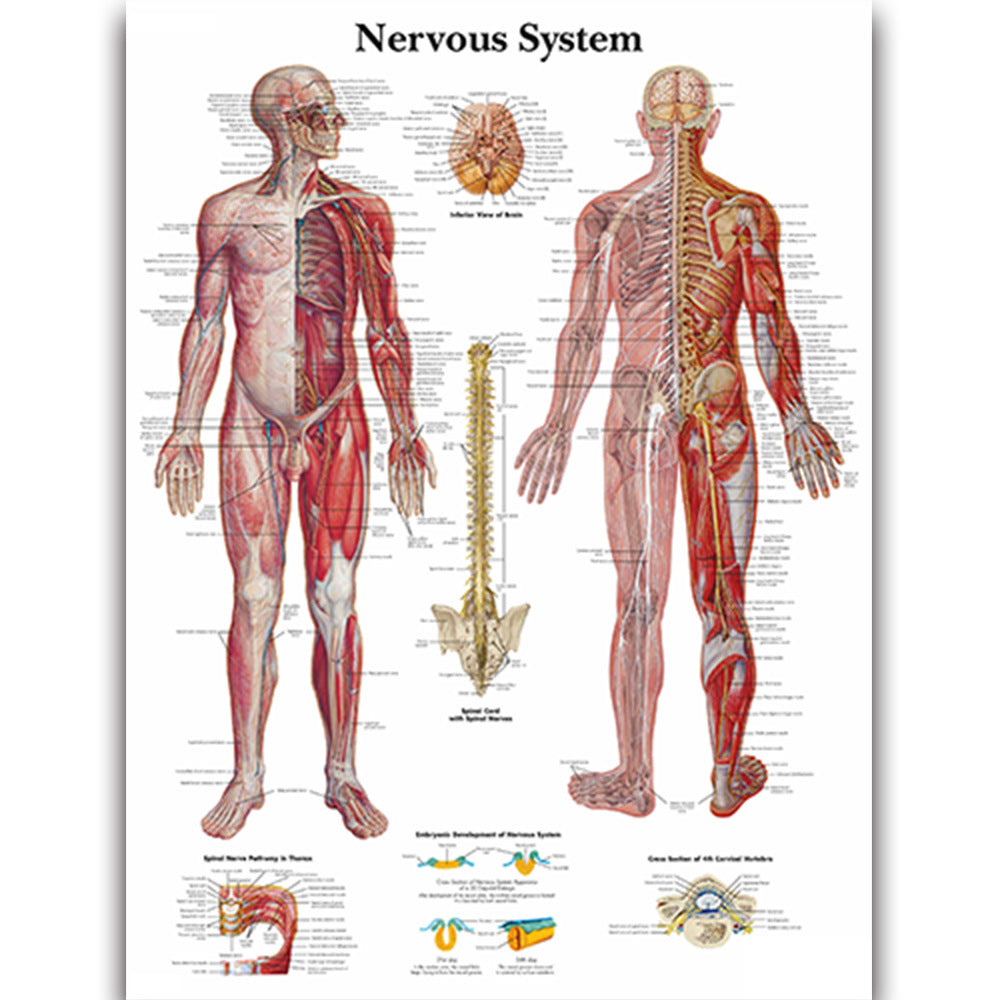 Nervous System Chart - Dr Wong Anatomy