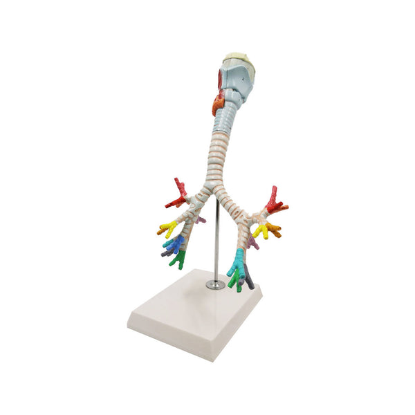 Larynx with Trachea Model, 3 Parts, 2X Life-Size - Dr Wong Anatomy