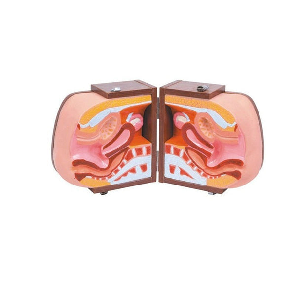 Female Genital Organs Model - Dr Wong Anatomy