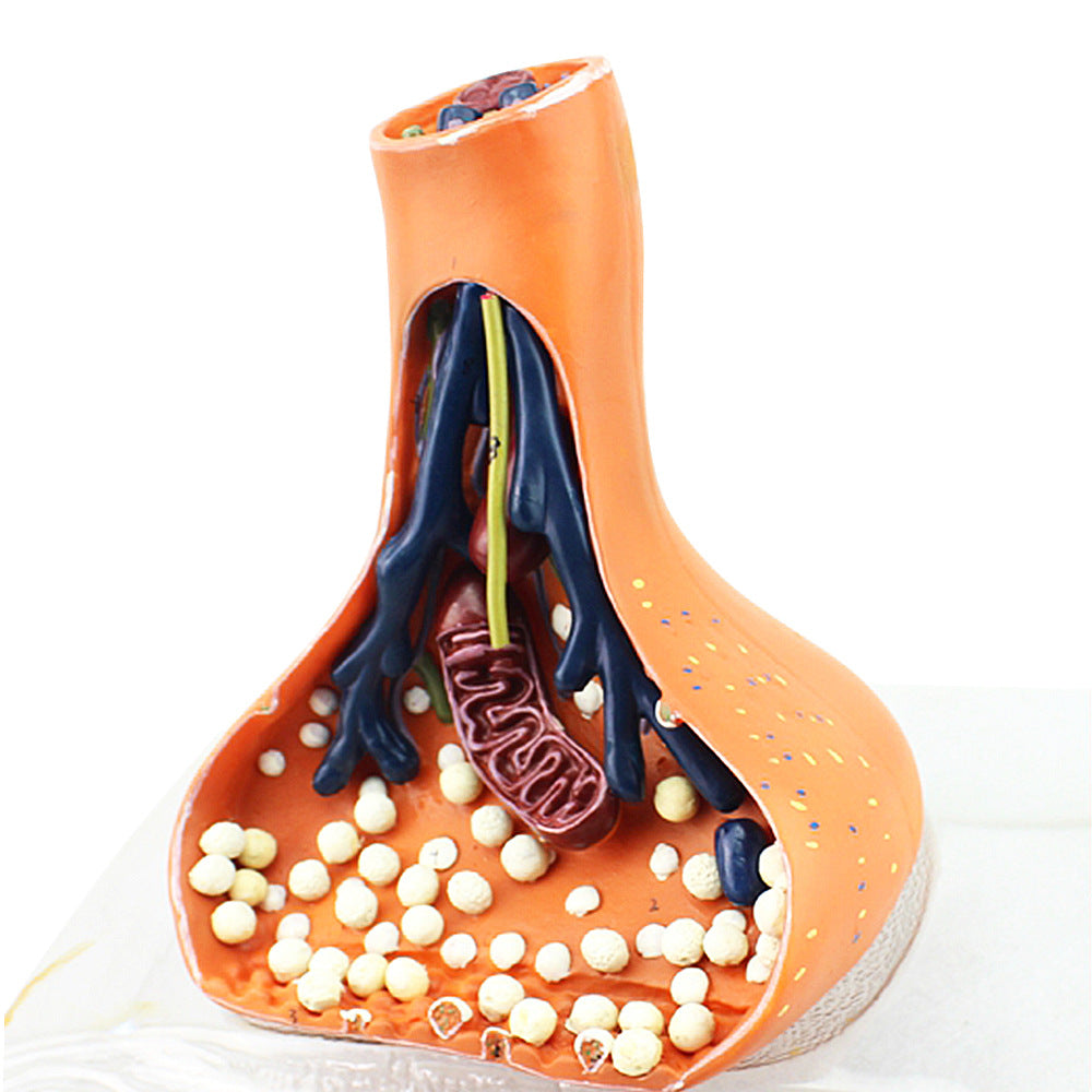 Model of a Synapse