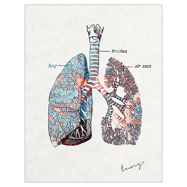 Anatomy Art Print - Lung