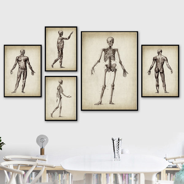 Anatomy Art Print - Human Body