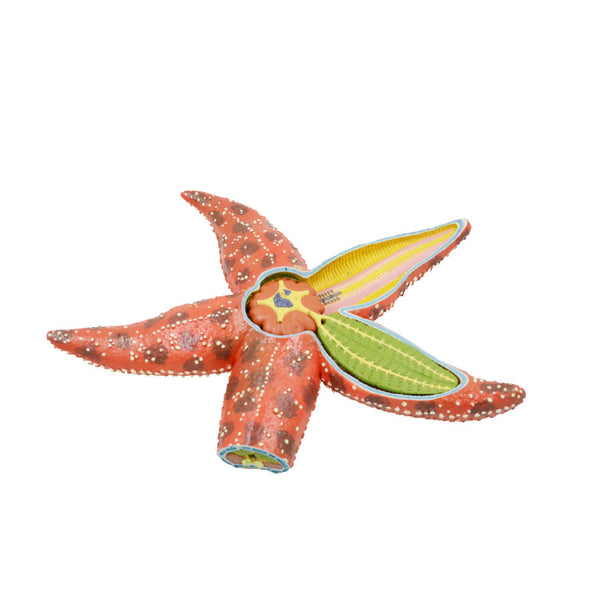 Star-Fish Model - Dr Wong Anatomy