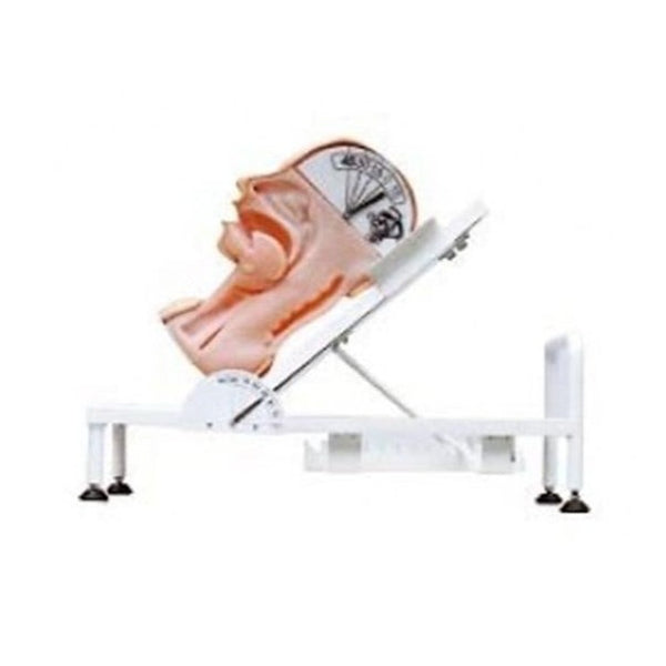 Swallowing Mechanism Model - Dr Wong Anatomy