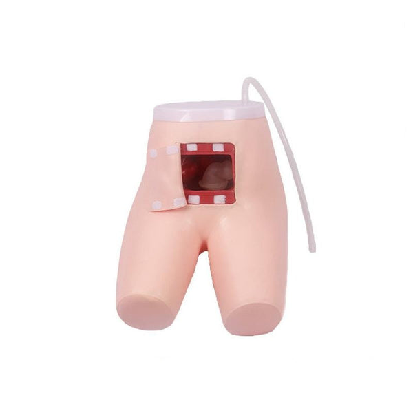 Enema training model - Dr Wong Anatomy
